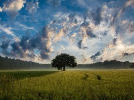 natureza