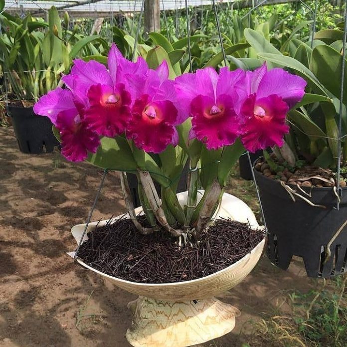 como plantar orquídea